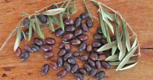 olive plant seeds