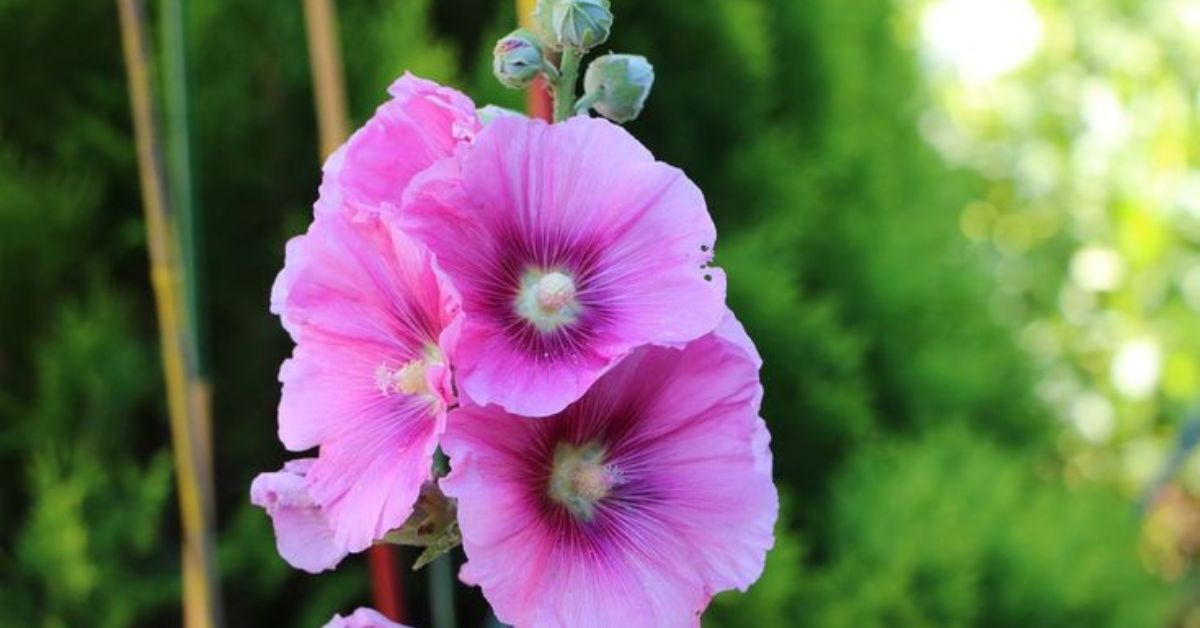 hollyhock seeds from plant
