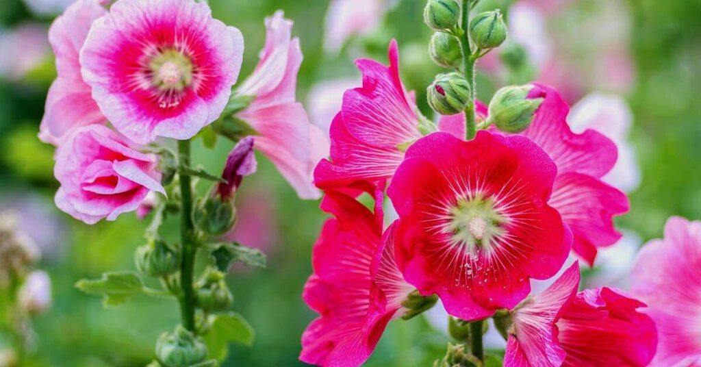 hollyhock seeds from plant