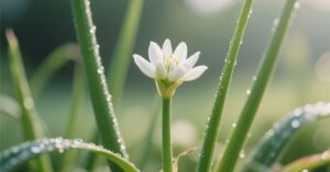 flower on garlic plant