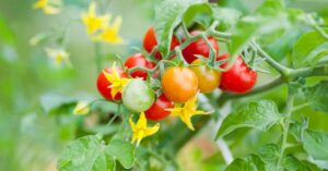 heirloom tomato plant