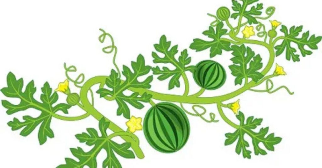 watermelon leaves plant