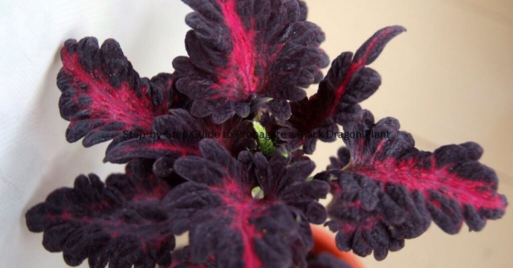 black dragon plant