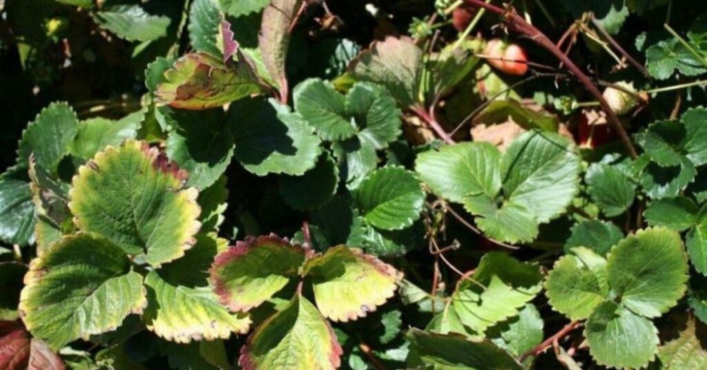 strawberry plant leaves
