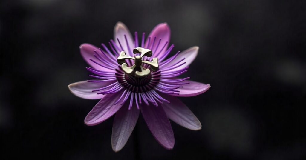 Purple Passion Plant Care