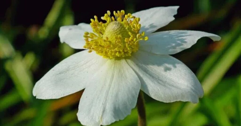 white anemone plant
