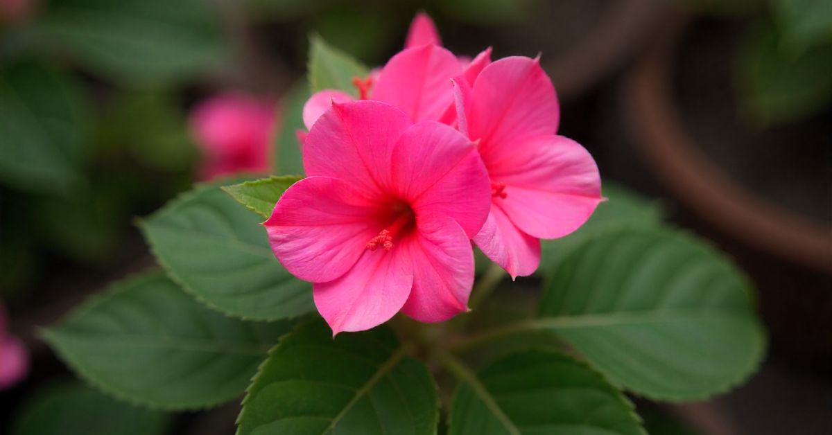 begonia pink plant