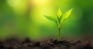 organic bamboo plant