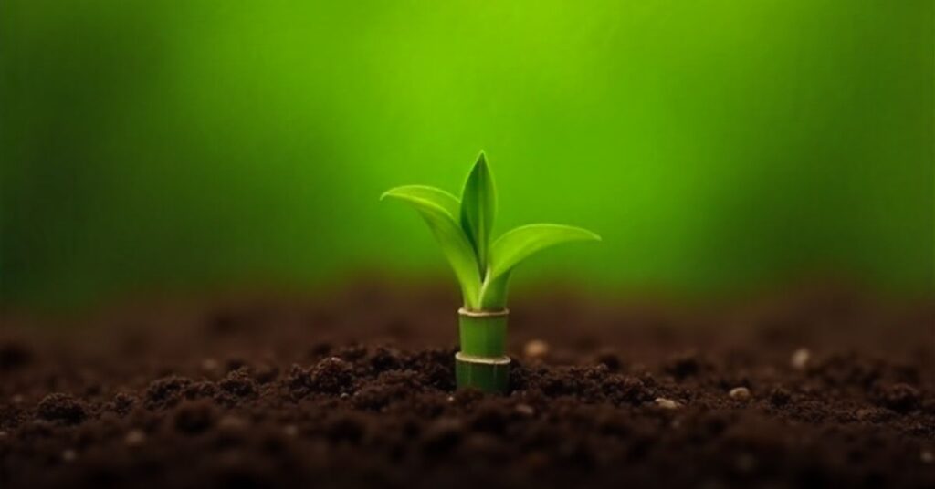 bamboo plant fertilizer