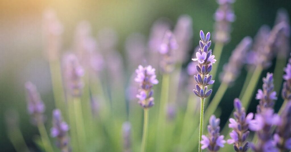 white lavender plant
