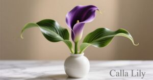 purple calla lily plant