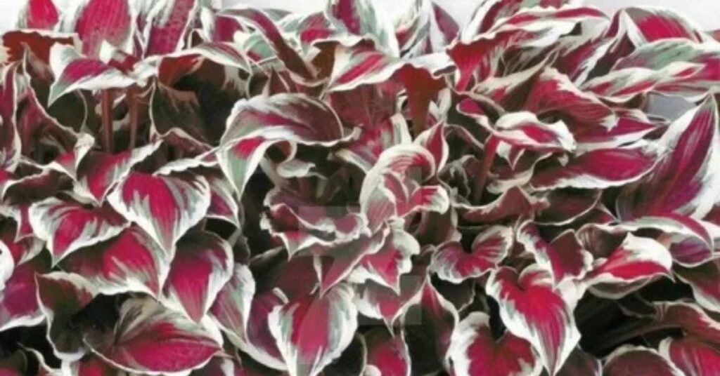 Red Hosta Plant