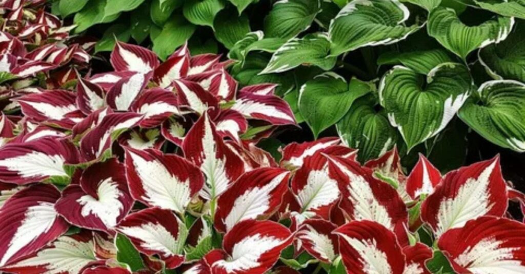 Red Hosta Plant