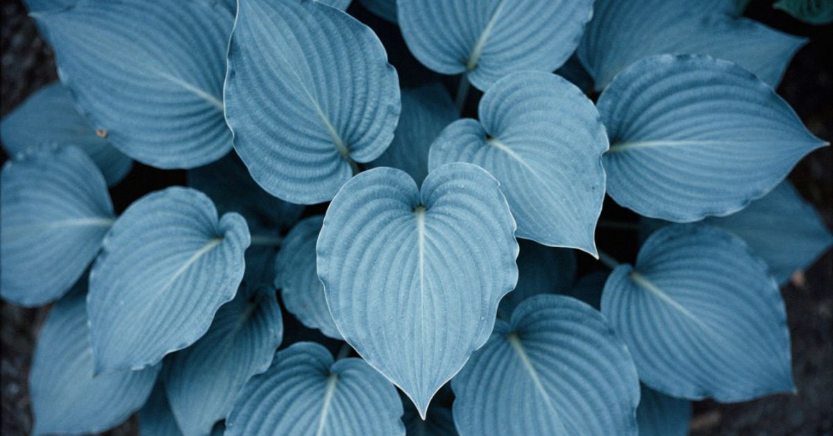 blue hosta plant